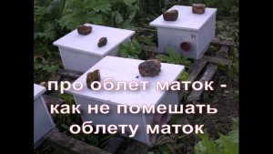 облет пчелиной матки на пасеке пчеловода - как не помешать облету матки ( видео из архива )