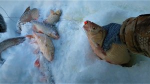 ОЧЕНЬ РЫБНАЯ ЗИМНЯЯ РЫБАЛКА НА СКАЗОЧНОЙ РЕЧКЕ ЯМАЛА! ЯЗЬ И СОРОГА ПОРАДОВАЛИ КЛЁВОМ!