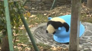 Панда онлайн в зоопарке и в природе. Смотреть панду онлайн бесплатно.