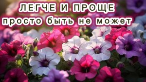Нет ничего сложного - сделай это и будет ваша петуния лучше всех на свете!