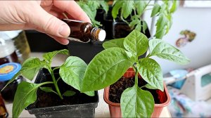 Говорю как опытный перцевод эти ошибки часто повторяются у 80% новичков и у половины со стажем.