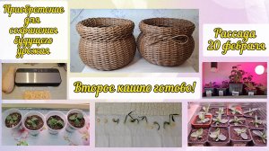 Всходы цветов. Переваливаю эустому и высаживаю перец. Обзор рассады 20 февраля.