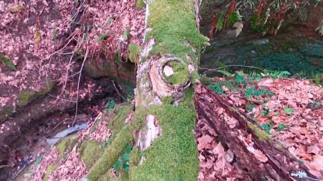 Новогодний Чибий.mp4