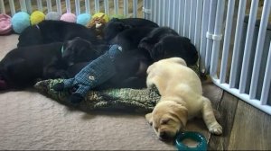 Как спят маленькие породистые собаки в вольере.