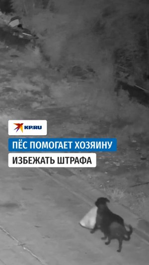Собаку научили выбрасывать мусор