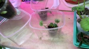 22-02-2026 Все растет и это радует, посадка в снег.