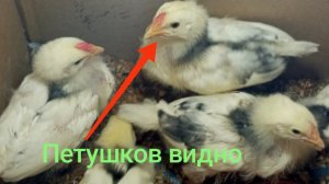 В 2 недели петушков уже видно. Старшие переночевали отлично.