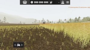 сбор канолы