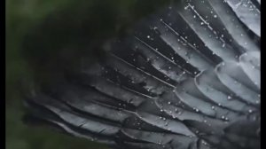 ЕСТЬ СТРАННЫЙ ТРАУР В МУЗЫКЕ РАССВЕТА