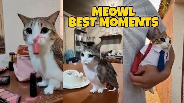 СМЕШНЫЕ МОМЕНТЫ С КОТИКОМ МЯВЛОМ 😂😹 КОТИК ПТИЧКА ПОДБОРКИ МЕМОВ! (Я РЖЖЖУ) (ПРАВДА..) РЕАКЦИЯ