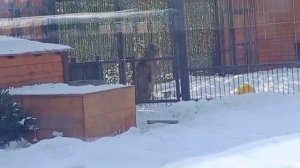 210226г Шерхан пьёт воду с металлической миски стоящей на снегу Сейчас - 5 мороза [get.gt] (3)