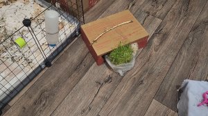 Витамины для морских свинок Улли и Пулли 💚 🐗