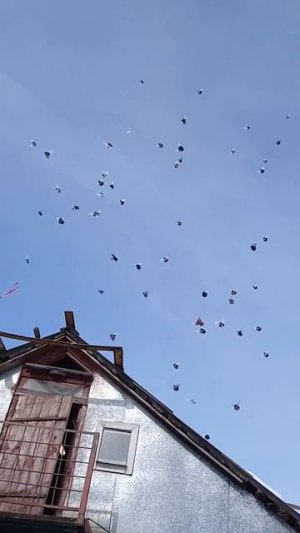 летят и крепнут на глазах