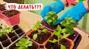 Что делать? Как пересадить вегетативные петунии из черенка. Каскадис Черри, Маджента, Питая Амазонас