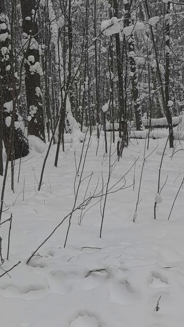 Лесной троль