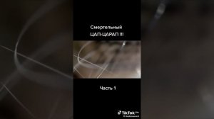 КОШКА САМЫЙ ХРАБРЫЙ ДРУГ