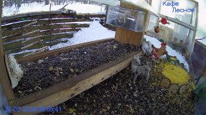 🔴 24 LIVE Главная Кормушка