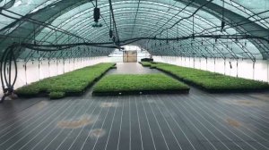 Рассада клубники