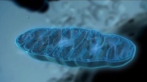 Митохондрии