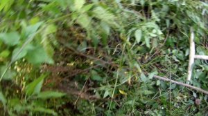 Забытый погост: Вездеход, артефакты и оцифровка