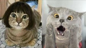 Я РЖАЛ ДО СЛЕЗ | СМЕШНЫЕ ВИДЕОПРИКОЛЫ |Смешные видео с животными  | ПОДБОРКА ПРИКОЛОВ😂🤣