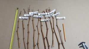 🔥Акция🔥 Скидка 50-70% на тонкие черенки!Тел,WhatsApp ,Мах и Telegram. : 8-918-43-794-43.