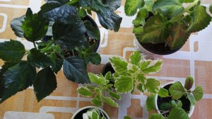 Плектрантус. Сохранение в зимний период. Размножение.