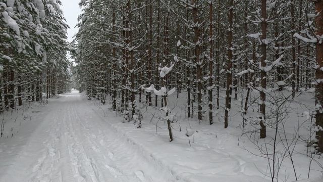 Иду по заснеженному лесу смотреть онлайн