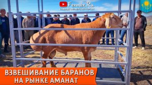 🐏Скотный рынок Аманат. Мал базар в Узунагаше. Показательные взвешивания кошкаров разных линий. 🇰🇿