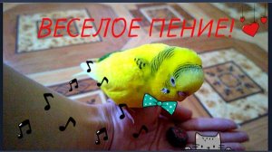 САМОЕ ВЕСЕЛОЕ ПЕНИЕ ВОЛНИСТОГО ПОПУГАЯ! ПОЕТ ПОПУГАЙ ДЛЯ ИГРУШКИ!