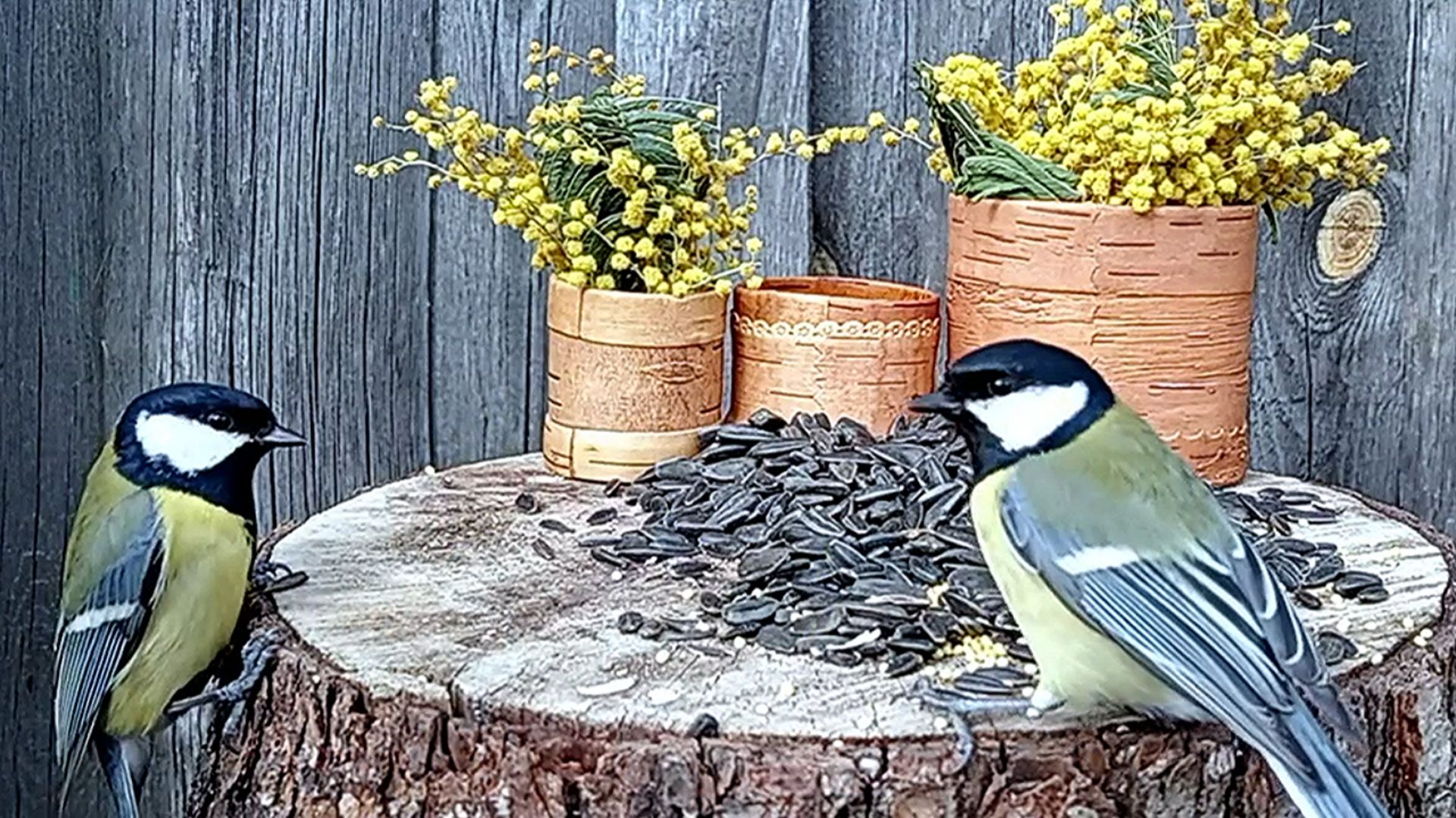 ВидеоОхота на Птиц