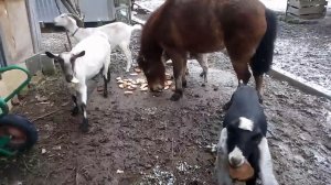 Сегодня - пир, а завтра - пост!