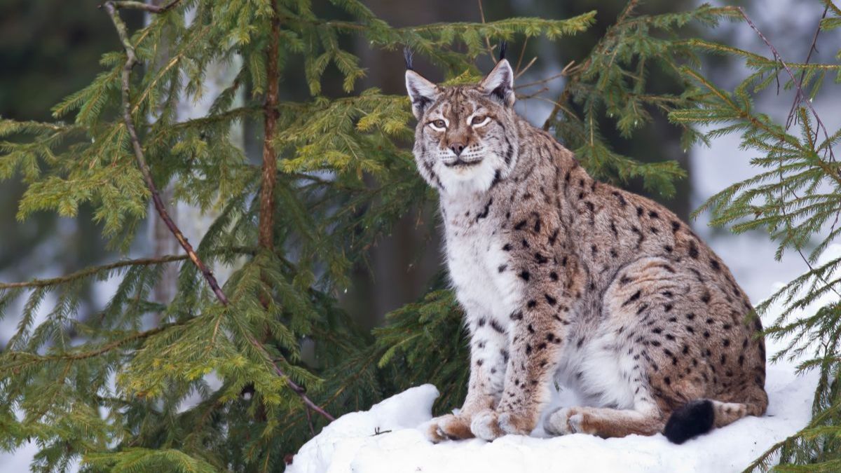 ТАЙГА. СБОРНИК ТАЕЖНЫХ ИСТОРИЙ. смотреть онлайн