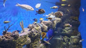 Мосаквариум