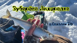 Корюшка Азиатская(зубарь), о.Сахалин