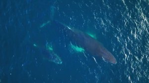 Остров Энтерпрайз, Антарктика