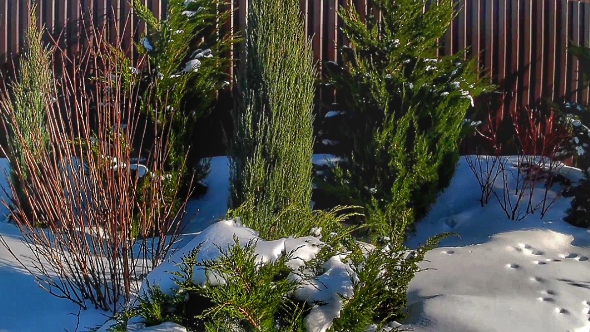 ПРОГУЛКА ПО МОЖЖЕВЕЛОВОМУ САДУ. 21.02.2026