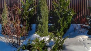 ПРОГУЛКА ПО МОЖЖЕВЕЛОВОМУ САДУ. 21.02.2026