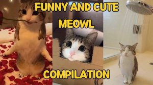 СМЕШНЫ И МИЛЫЕ МОМЕНТЫ С КОТИКОМ МЯВЛОМ! ПОДБОРКА КЛИПОВ С КОТИКОМ ПТИЧКОЙ! РЕАКЦИЯ