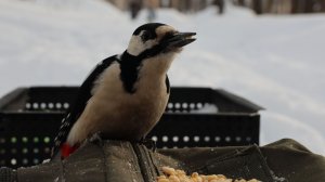 Дятел. Небольшая зарисовка