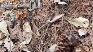 «По Уссурийскому краю». Таёжный богатырь — кедр.