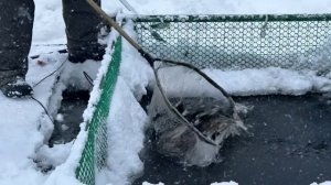 23 февраля как с помощью ИИ зарыбить