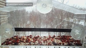 Птицы в окне