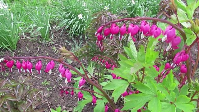 Цветок разбитое сердце или дицентра великолепная: как ухаживать