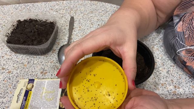 Корневой сельдерей на рассаду. Пражский гигант. 21.02.26 смотреть онлайн