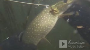 ПОДВОДНАЯ РЫБАЛКА В КАМЫШЕ)))