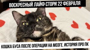 Воскресный лайф стори 22 февраля. Удалили рак мозга у кошки. Реабилитация. История про ПК
