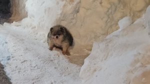 ПРОДАМ СНЕГ...НЕДОРОГО...)))