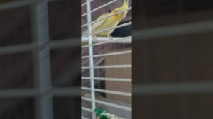 лайфхак про попугаев