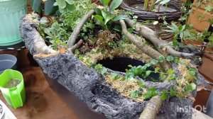 (сериал): мини водоём в комнате || групповая посадка комнатных растений || 25.10.2025г